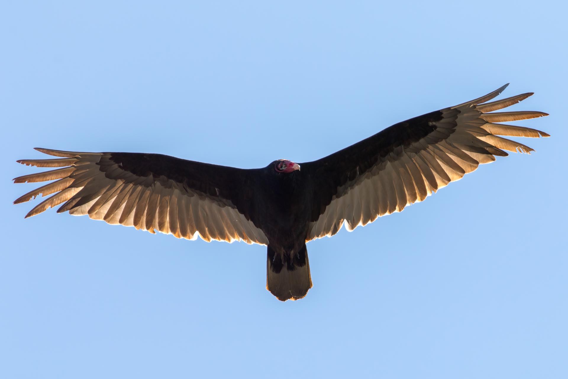 urubu-a-tete-rouge-turkey vulture